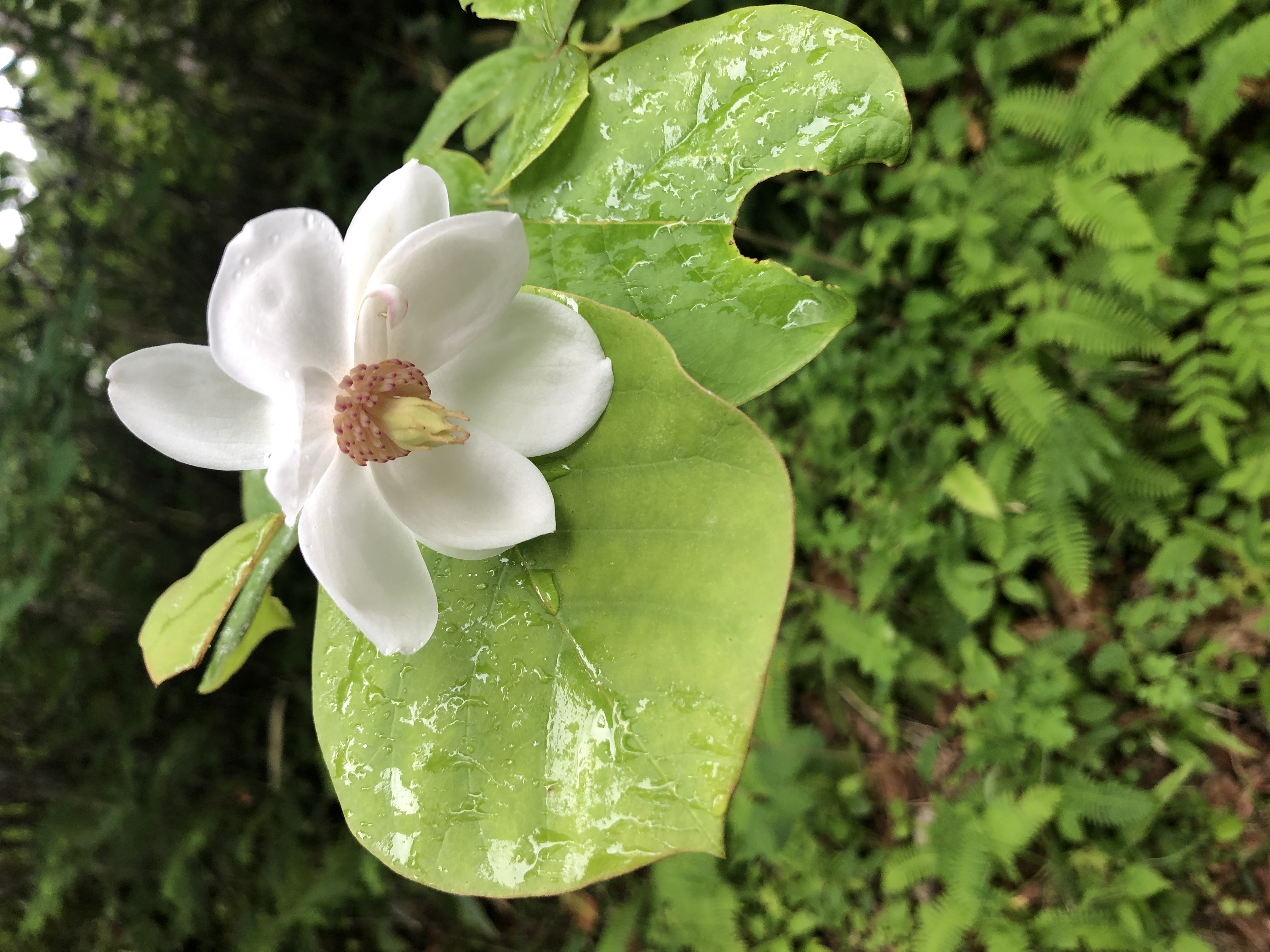 木曽悠久の森