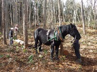 ホースロギング(馬搬)で民国連携