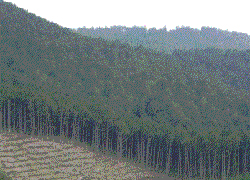 中部森林管理局 木曽ヒノキについて