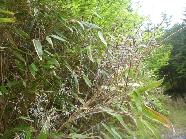 中部森林管理局 ササ スズタケ の開花について