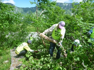 立山天空の森　作業様子①