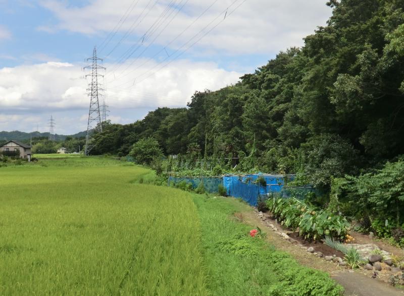 気象害（大沢野）