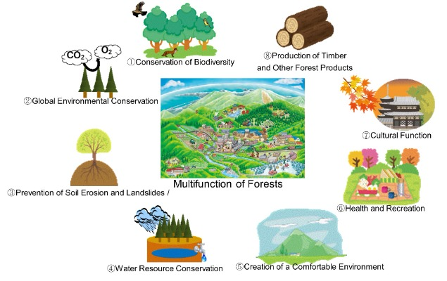 Multifunction of Forests
