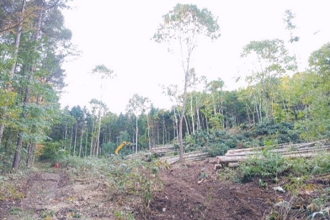 Retaining broadleaf trees during harvesting