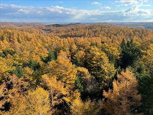 展望室からの風景