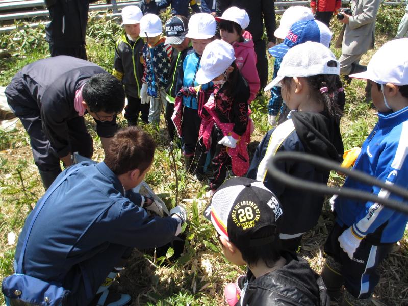 小学生へ植え方を教えています。