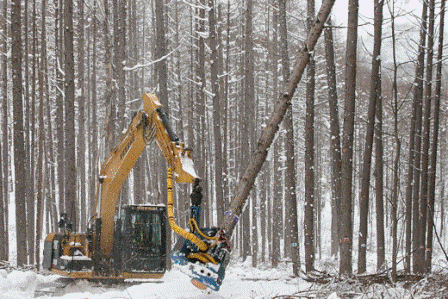 国産の高性能林業機械による間伐作業