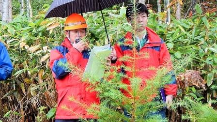 試験地には、北海道における造林の主要樹種であるトドマツ、アカエゾマツ、カラマツ、グイマツをコンテナ苗と裸苗でそれぞれ植栽してあり、成長状況などを直接比較、確認できるようになっています。