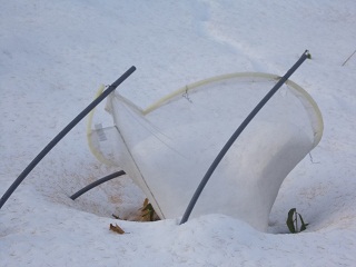 雪で倒伏したシードトラップ 