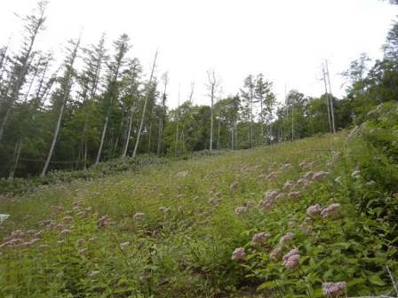 平成30年8月　地がきから3年後の様子