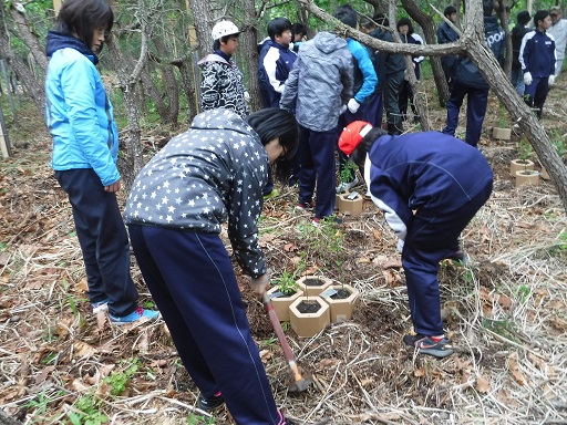 百人浜国有林植樹事業「フィールド学習（植樹）」（えりも中学校）