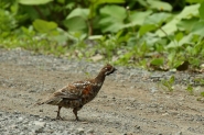 エゾライチョウ