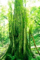 カツラの大径木