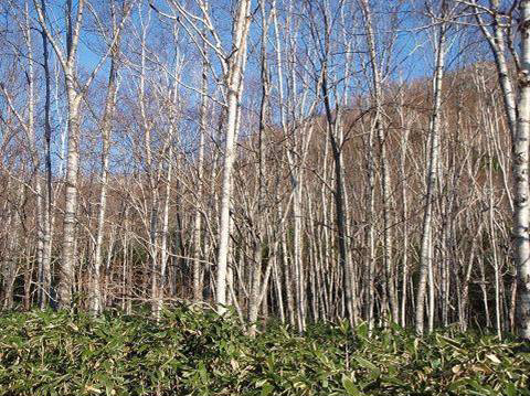 広尾ダケカンバ遺伝資源希少個体群保護林：北海道森林管理局