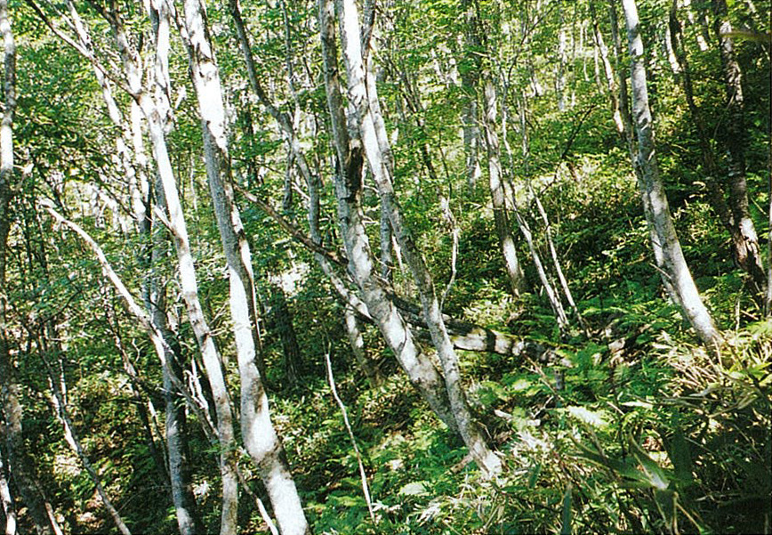 広尾ダケカンバ遺伝資源希少個体群保護林：北海道森林管理局