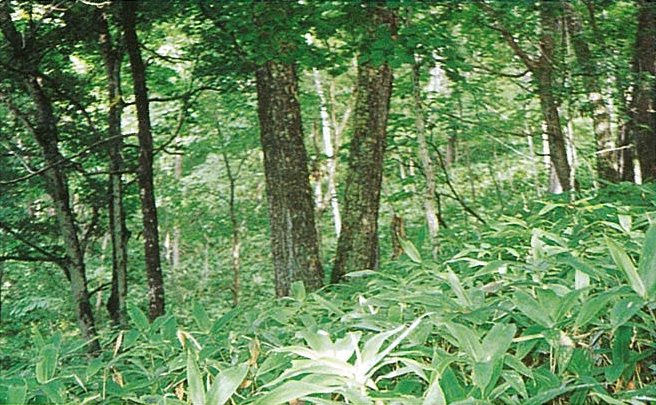 螺湾（らわん）コオノオレ遺伝資源希少個体群保護林