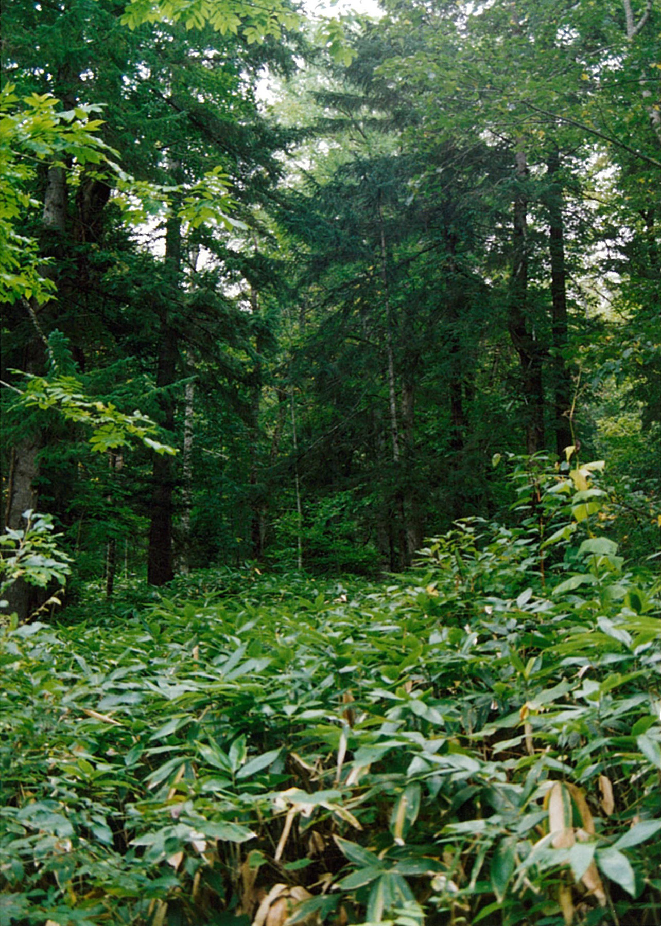 南部エゾマツ遺伝資源希少個体群保護林 北海道森林管理局