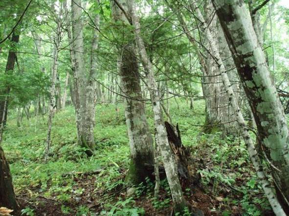 温根湯（おんねゆ）イタヤカエデ等遺伝資源希少個体群保護林