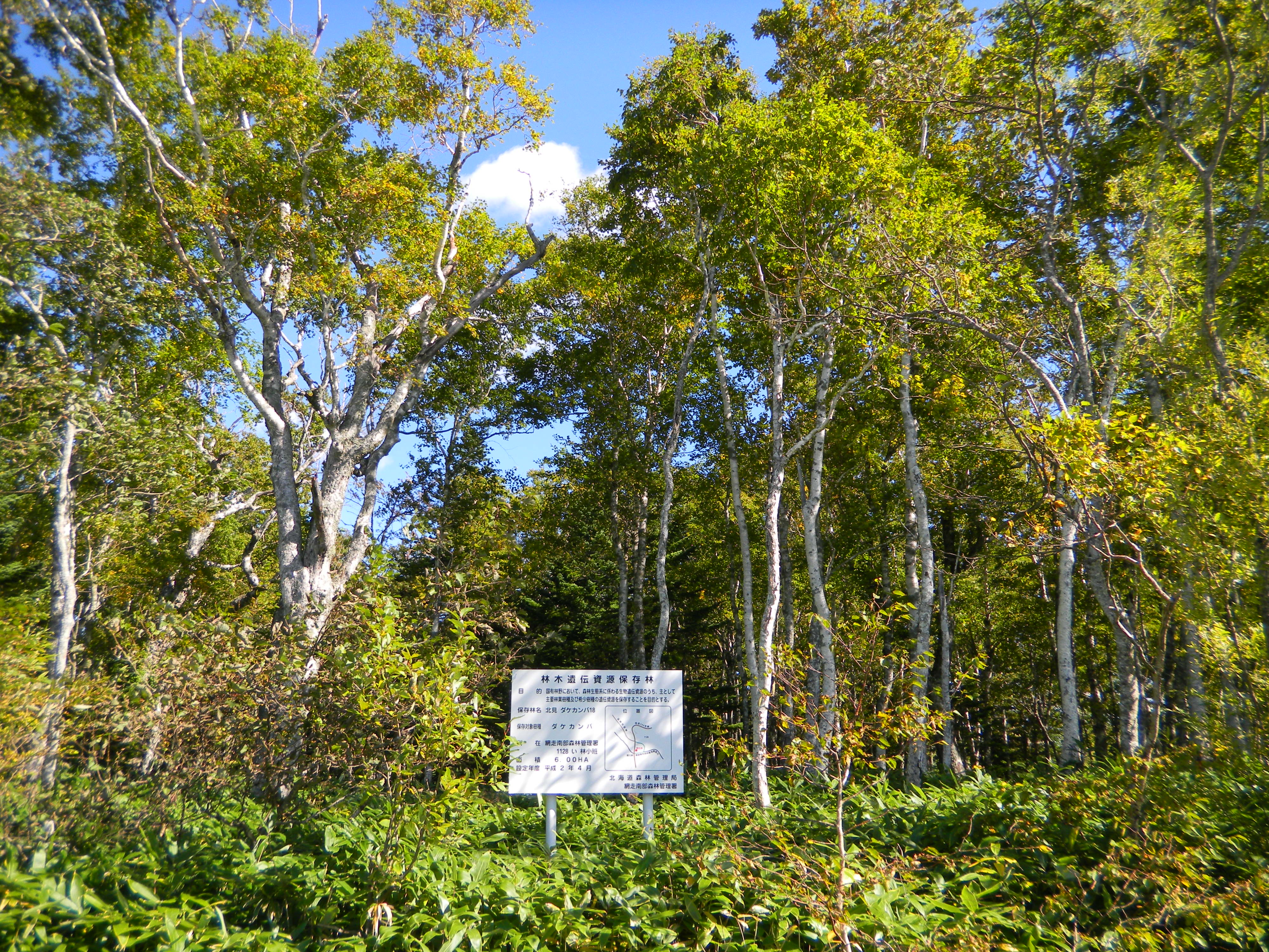 斜里ダケカンバ遺伝資源希少個体群保護林：北海道森林管理局
