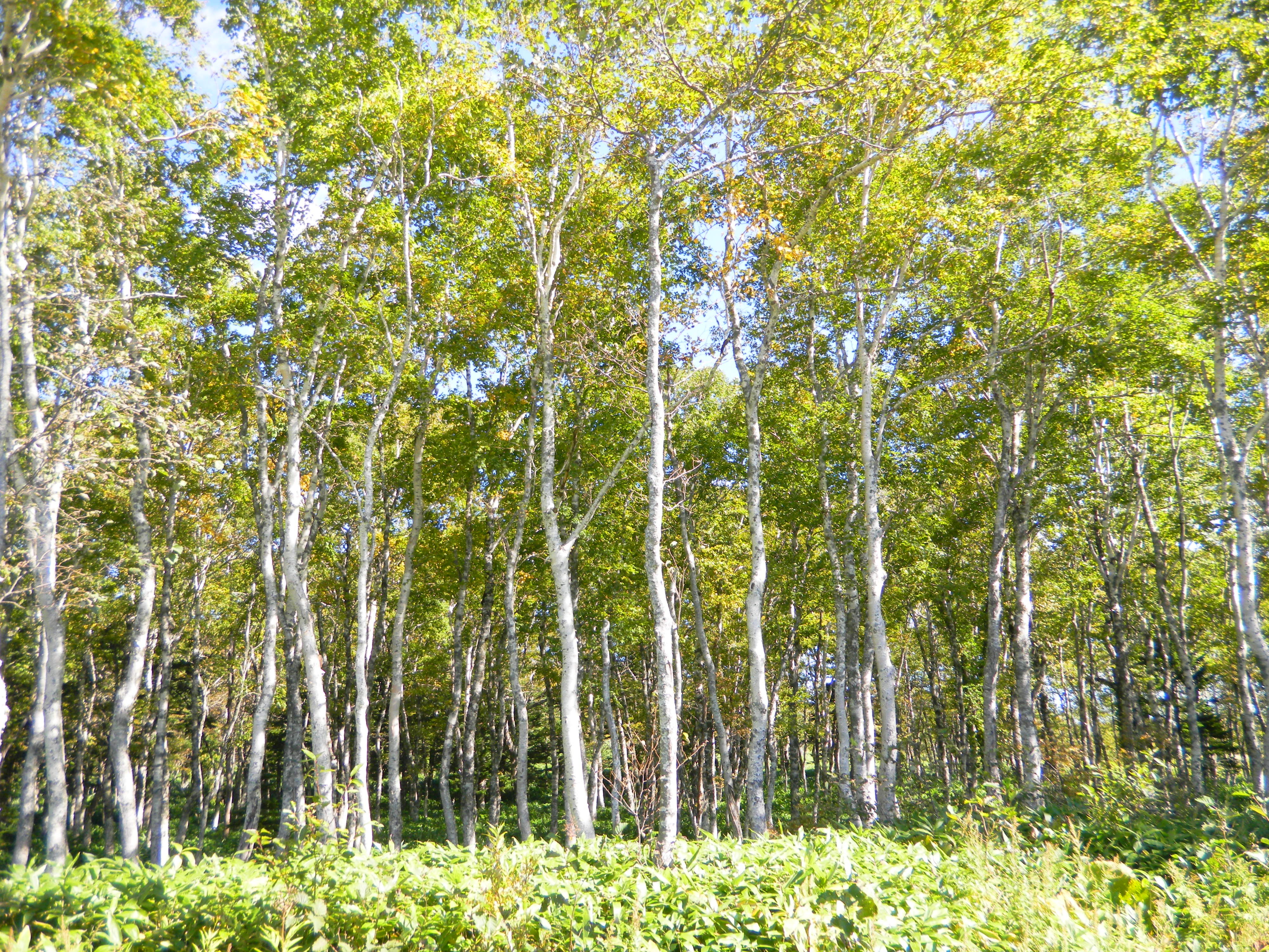 斜里ダケカンバ遺伝資源希少個体群保護林 北海道森林管理局 斜里ダケカンバ遺伝資源希少個体群保護林 北海道森林管理局