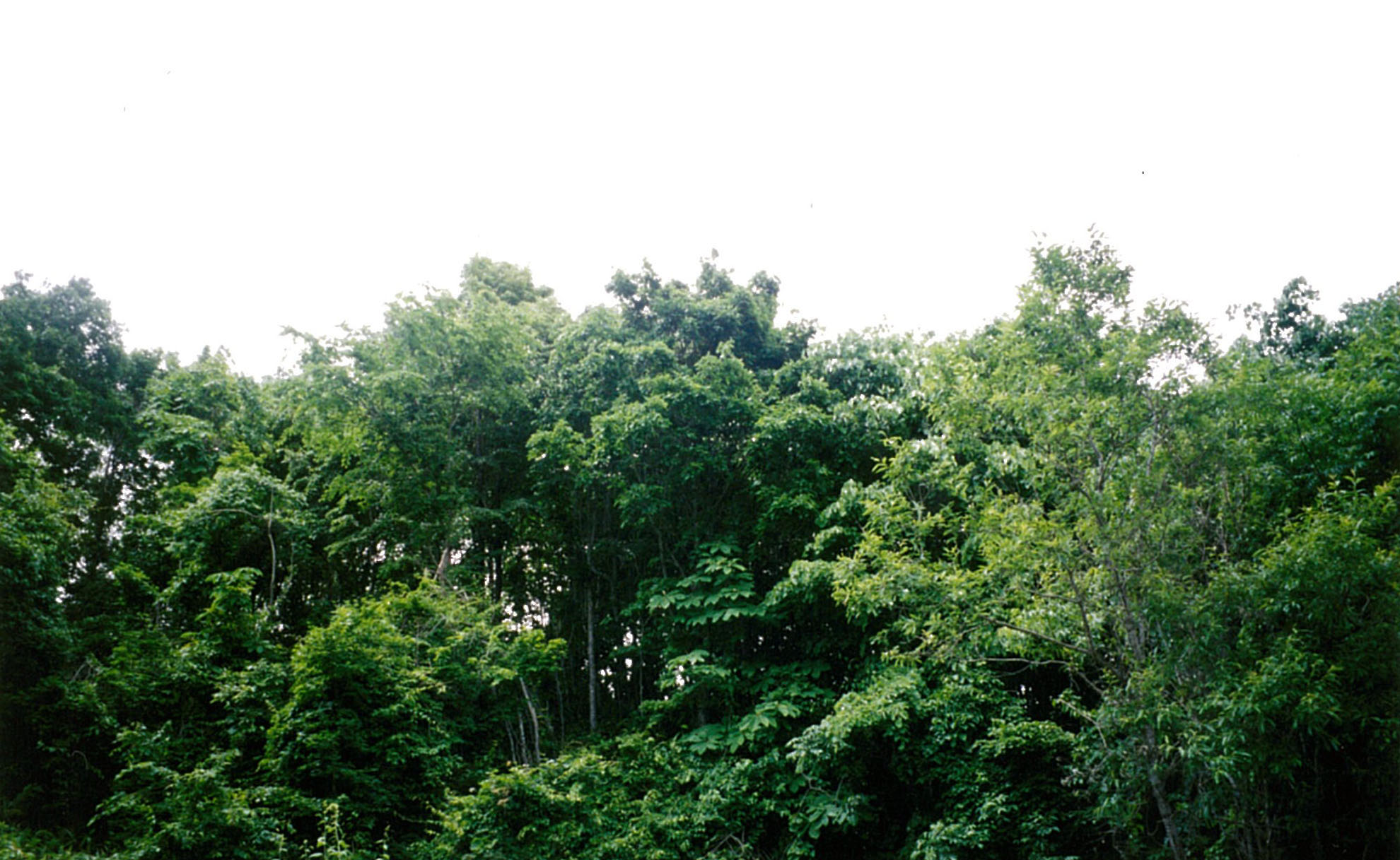 紅葉山ケヤマハンノキ希少個体群保護林：北海道森林管理局