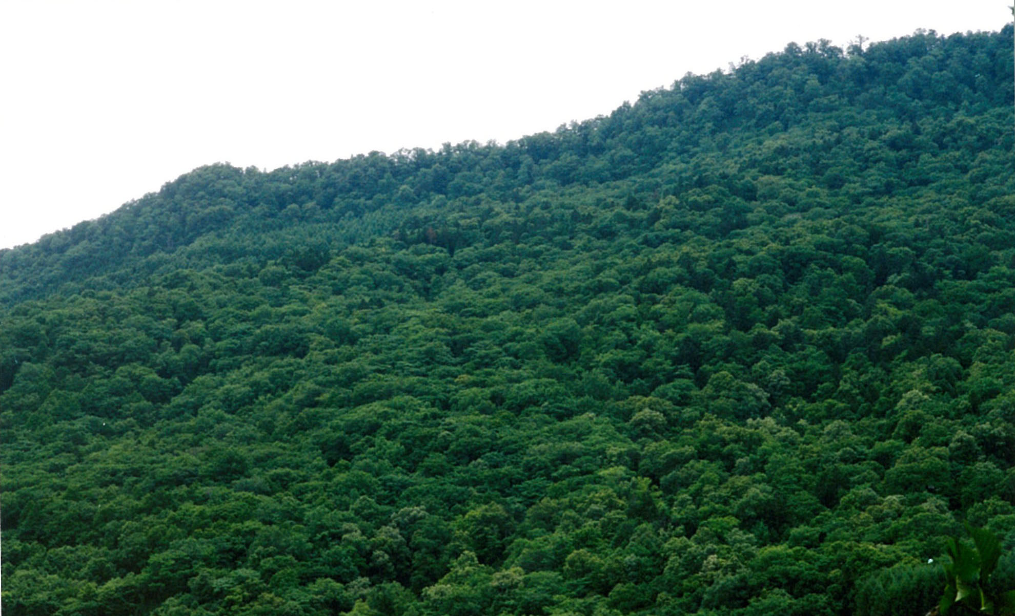 紅葉山ケヤマハンノキ希少個体群保護林：北海道森林管理局
