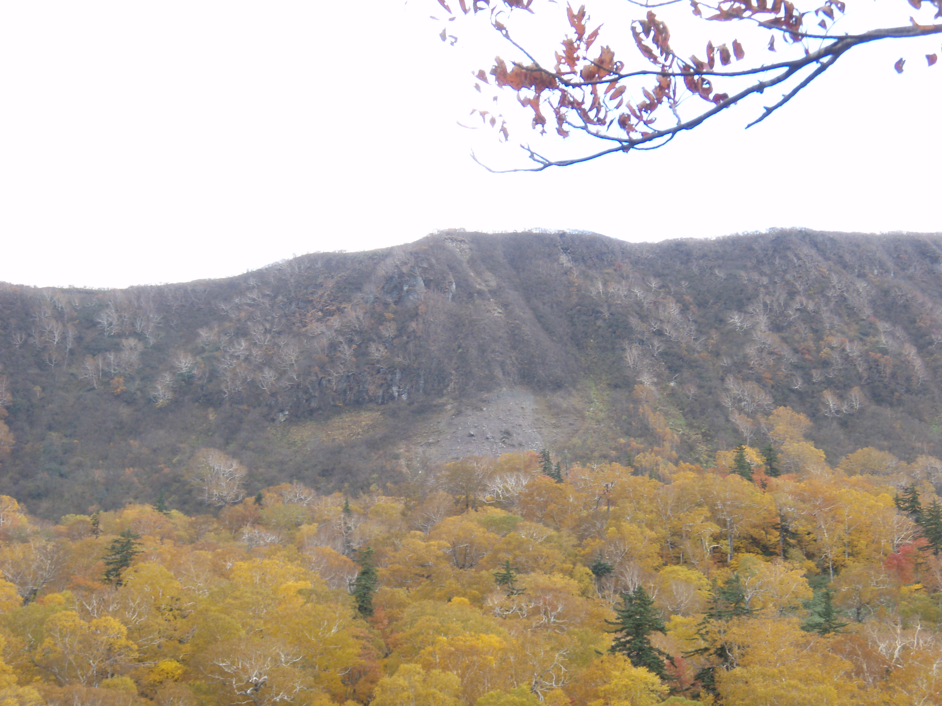 無意根山周辺生物群集保護林 北海道森林管理局