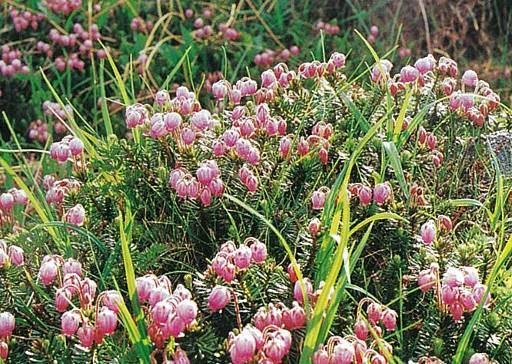 改訂新版 北海道の高山植物 | 梅沢 俊 |本 | 通販 | Amazon