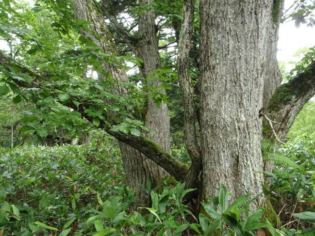 藻琴山ミズナラ希少個体群保護林 北海道森林管理局