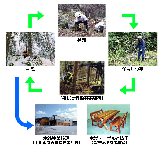 木材生産と利用の循環図。木材は植栽、保育（下刈）、間伐（高性能林業機械）、主伐という流れで生産され、木造建築施設や木製テーブルと椅子といった家具類に加工される。