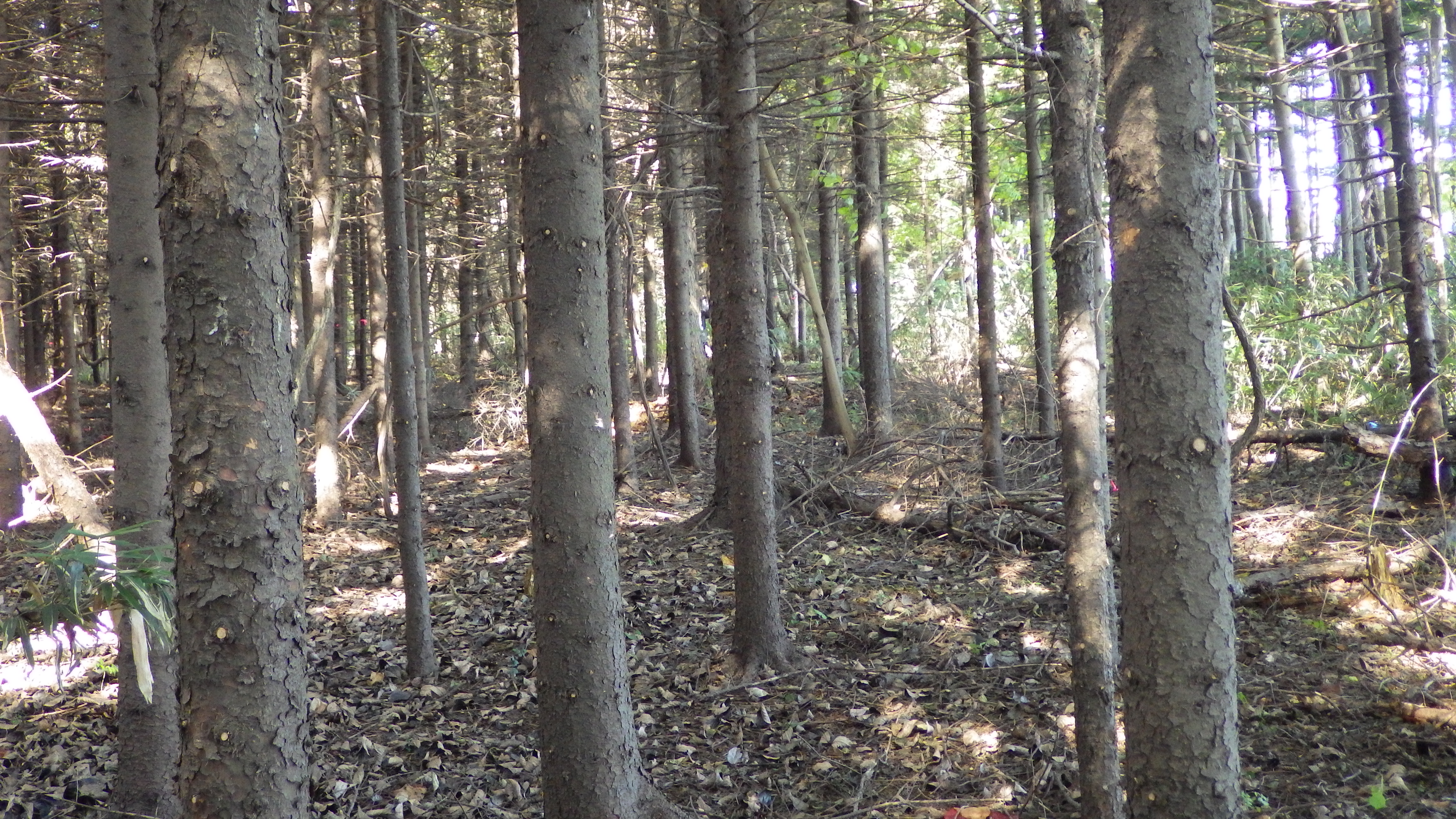 すっかりきれいになりました