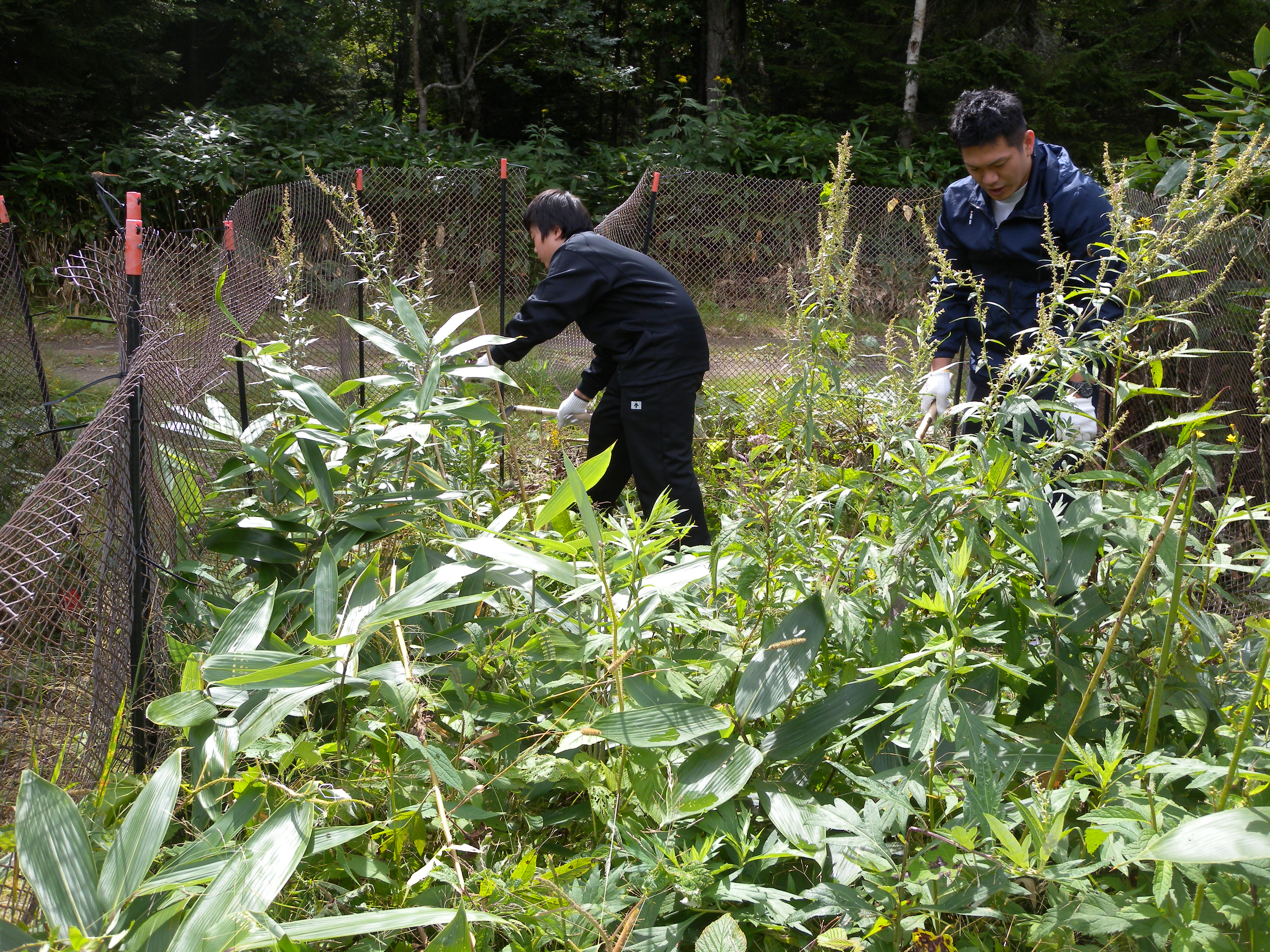 柵内の除草