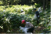 ニセアカシアの稚樹抜き取り作業