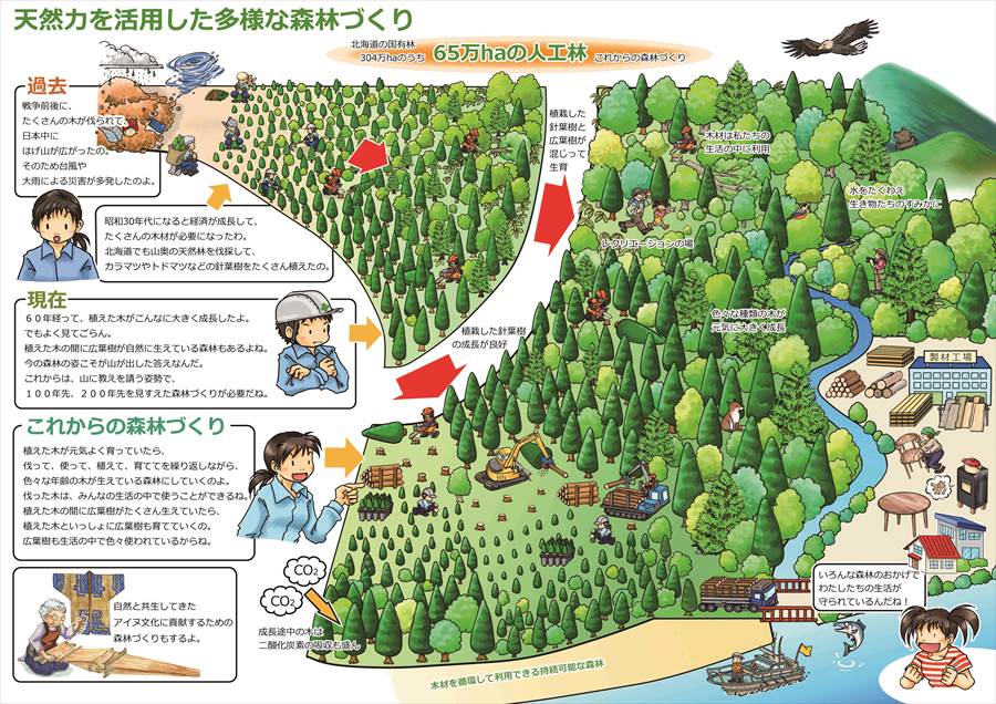 多様な森林づくりイメージ