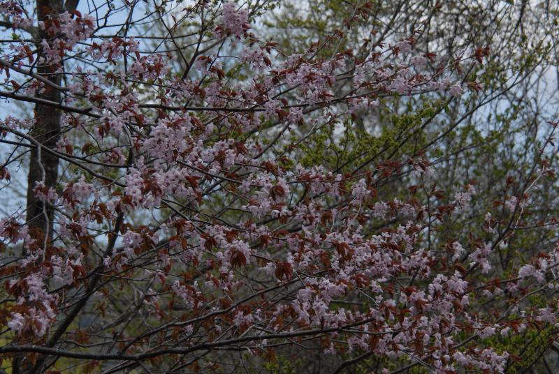 sakura