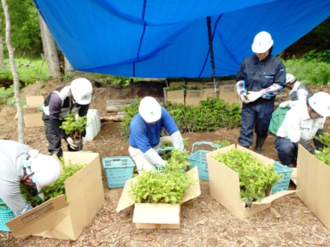 届いたコンテナ苗の状況確認