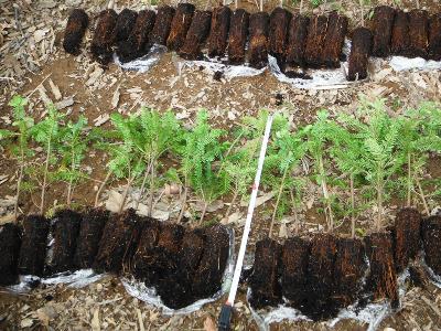 現地に植え付けるトドマツのコンテナ苗