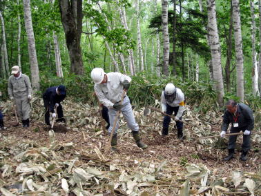 苗木の植付作業