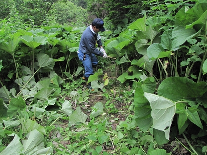 南クマネシリ登山道入り口付近の草が背丈近く有ることから草刈りを実施