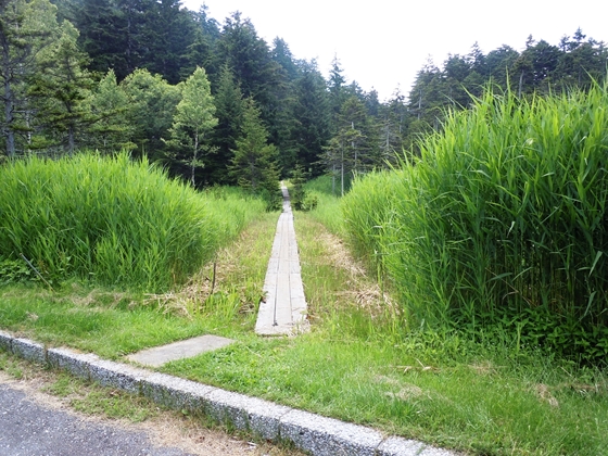 湿地に設置された木道