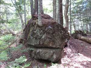 トドマツの生えた岩