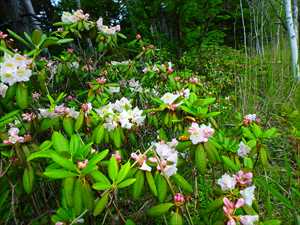 ハクサンシャクナゲの花の回廊