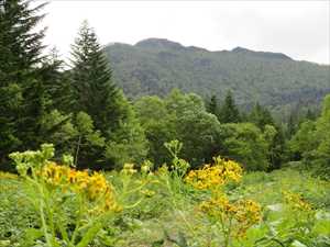 ハンゴンソウの向こうにクマネシリ山