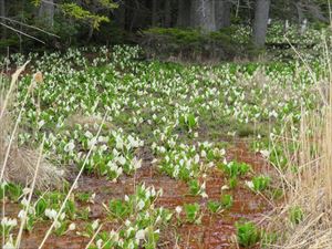 雌阿寒岳温泉のすぐ前のミズバショウの群落は、今を盛りに咲いていて、その花の多さに圧倒されます。