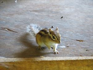 エゾシマリス