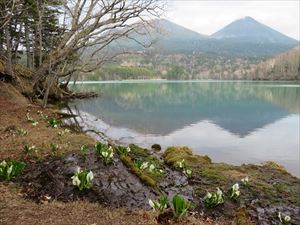 今日は風が穏やかで、ミズバショウと湖面に映る雌阿寒岳と阿寒富士が印象的な風景を見せていました。