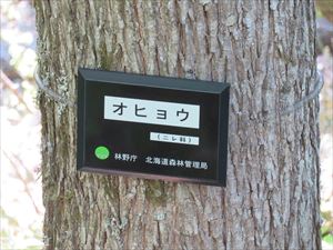 散策路の樹木には樹種名のプレートがつけられていて、散策をされる方もわかりやすく、親しめる森になっています。