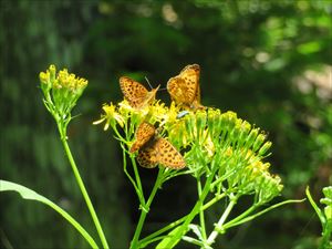 林道途中で咲いていたハンゴウソウにヒョウモンチョウの仲間がたくさん集まっていました。