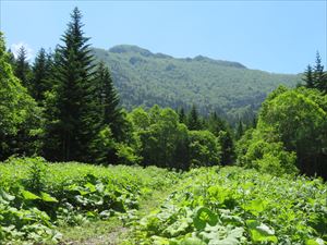 クマネシリ岳の頂上