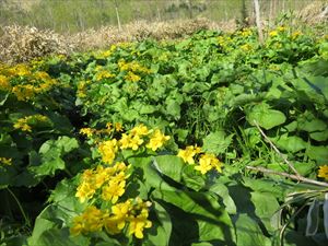 林道脇ではエゾノリュウキンカ（ヤチブキ）の花が満開でした。